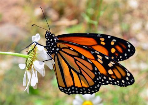 Danaus Plexippus perched on white petaled flower, monarch butterfly, wisconsin HD wallpaper ...