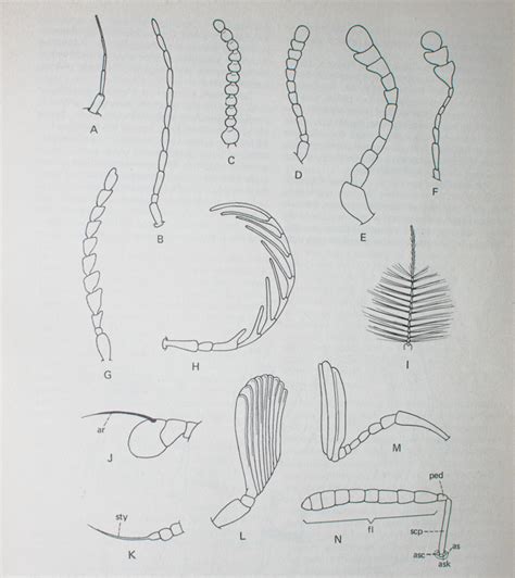 Types of Antennae – Colton's Field Study