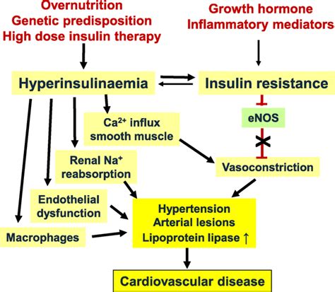 Hyperinsulinemia, insulin resistance, and cardiovascular disease. High ...