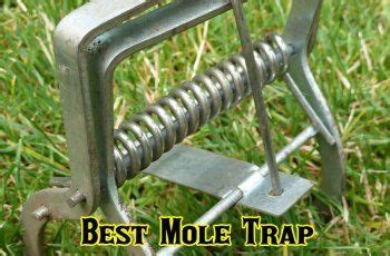 10 Best Mole Trap Reviews 2019 | Mole trap, Traps, Mole traps