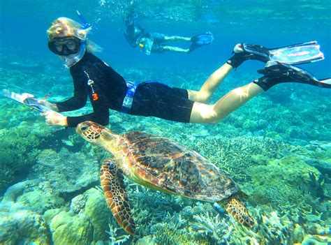 Great Barrier Reef Conservation Volunteer Program | IVHQ