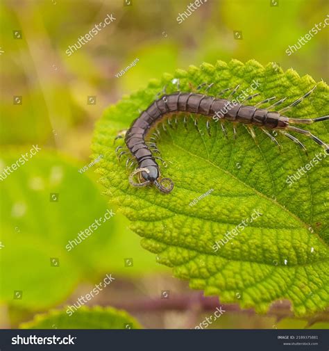 Centipedes Chylopods Centipedes Chilopoda Class Venomous Stock Photo ...