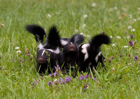 Habits of A Skunk - AnimalBehaviorCorner