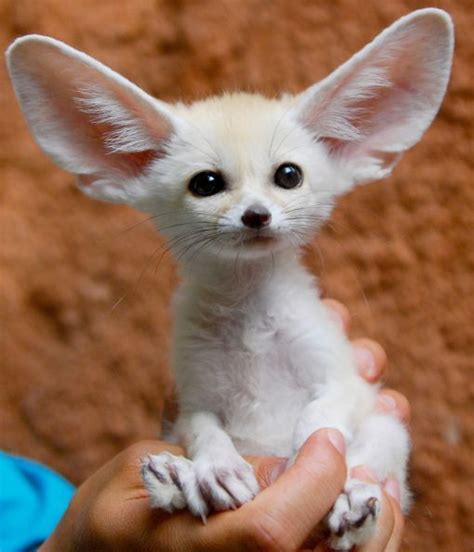 Fennec Fox Animals For Sale | Texas 121, TX #193496