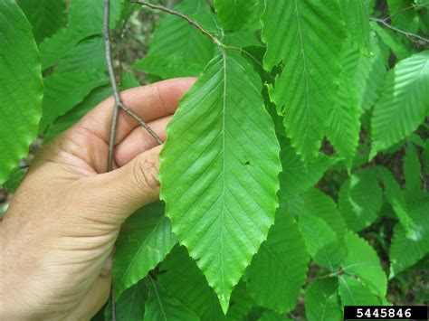 American beech, Fagus grandifolia (Fagales: Fagaceae) - 5445846