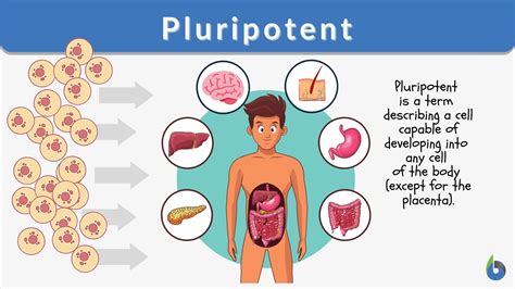 Pluripotent - Definition and Examples - Biology Online Dictionary