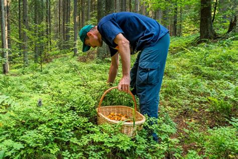 9 Mushroom Foraging Tips for Beginners - Wildlife Informer