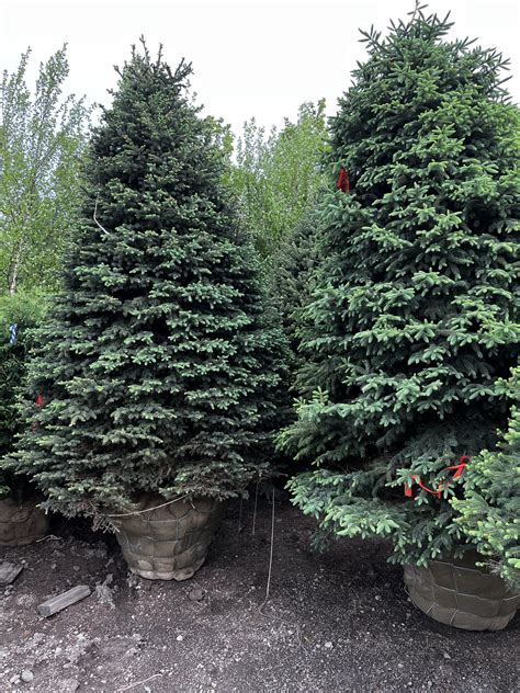 Black Hills Spruce | Large Evergreen Trees | Wasco Nursery