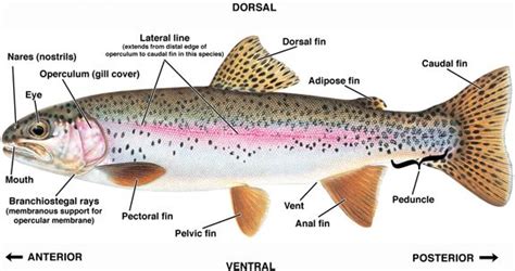 Trout Diagram - tRoUt (by: Arianna W., Erin G., and Haley T. | Rainbow ...