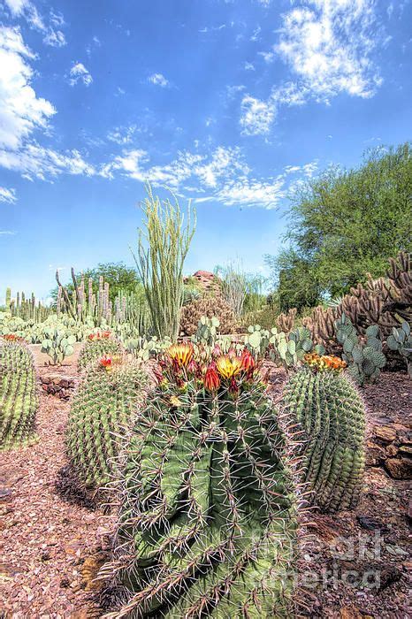 Desert Cactus, Sonoran Desert, Cactus Flower, Pandan, Southwest, Lucas, Arizona, Deserts, Bloom