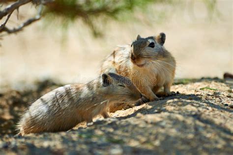 The Great Gerbil Rhombomys Opimus. Stock Image - Image of young, white: 102852679