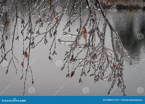 Ice drawings on the trees stock photo. Image of nature - 228041170