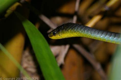 Green Tree Snake (Dendrelaphis punctulata)