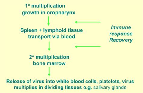 Lecture 2 - Feline Leukemia Virus & Feline Immunodeficiency Virus Flashcards | Quizlet