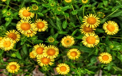 Plants Yellow Flowers Of Aster Plants In The Family Asteraceae Has ...