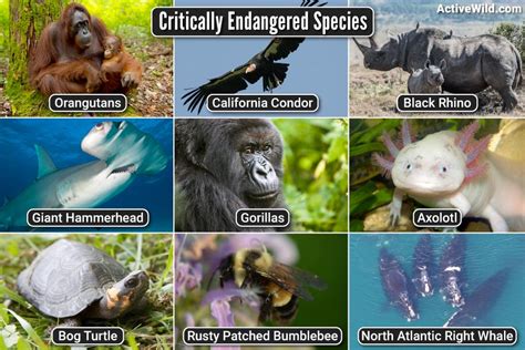 Critically Endangered Species List, Pictures & Interesting Facts: Updated 2024