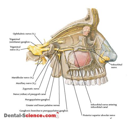 PTERYGOPALATINE FOSSA : Anatomy , Arterial supply , Venous Drainage , Nerve Supply , Radiology ...