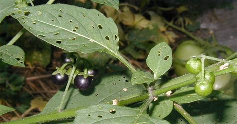 Deadly Nightshade Volunteers in the Vegetable Garden – wildeherb.com