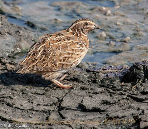 Common Quail Coturnix coturnix – Birds of Kuwait | Bird Sightings from Kuwait