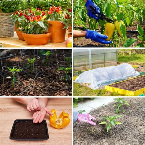 12 Tips for Growing Peppers to Maximize Your Harvest - DIY & Crafts