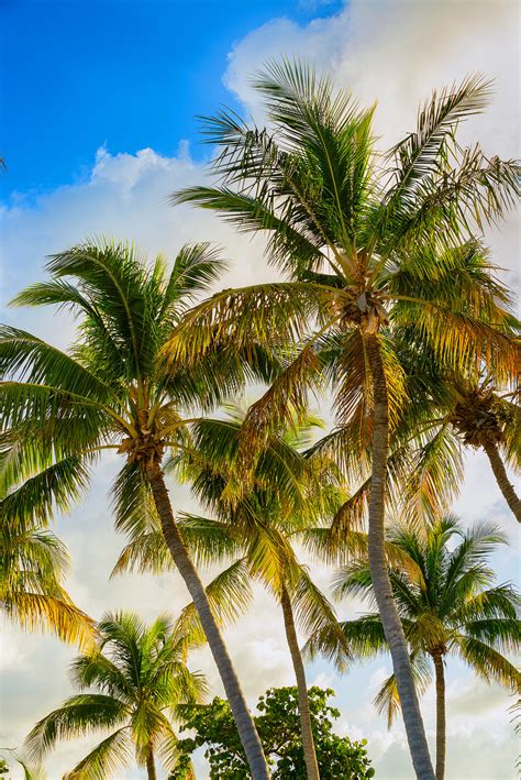 Coconut Palms 8 – Mike Ring Photography