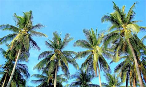 Coconut Tree Tips: Growing A Coconut Palm – Make House Cool