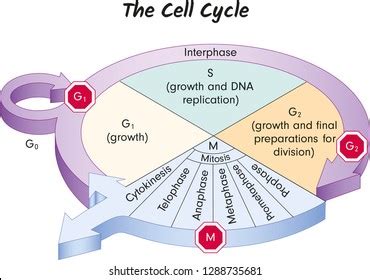 32+ The Cell Cycle Diagram - EmiriEmilee