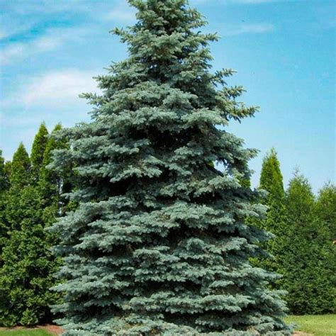 Colorado Blue Spruce - PlantingTree