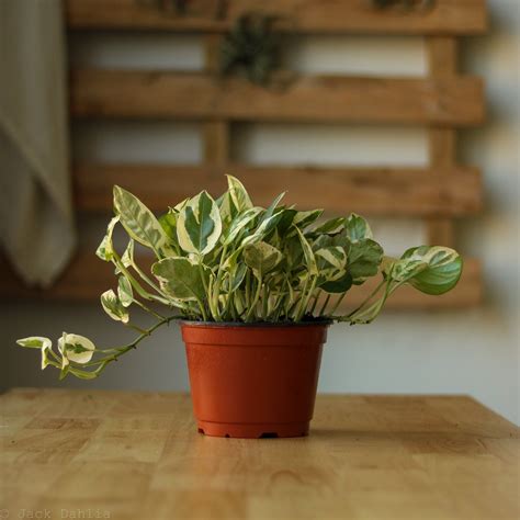 Epipremnum Aureum 'Pearls and Jade' Pothos | Jade plants, House plants ...