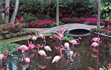 Florida Memory • Flamingos at the Sunken Gardens - Saint Petersburg, Florida