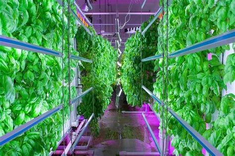 World’s Largest Vertical Farm In Dubai Coming Soon