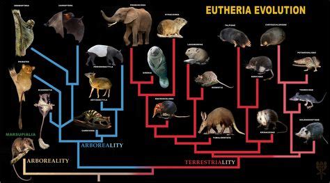 22 ideias de MAMMALS | mamiferos, evolução, tons de marrom