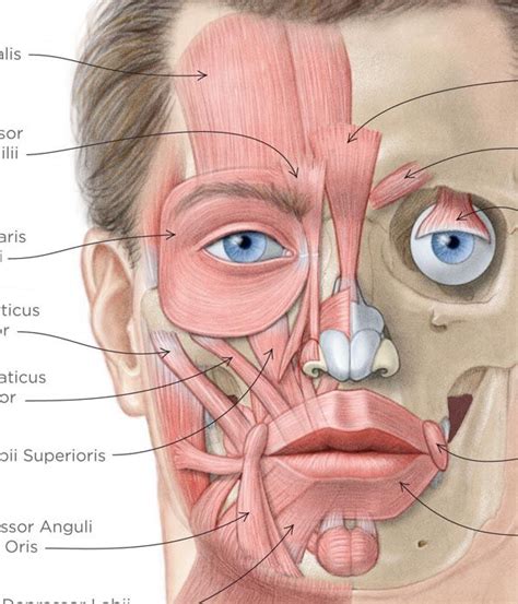 Facial muscles in 2019 | Facial anatomy, Face anatomy, Anatomy