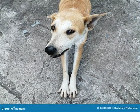 Mixed Breed Dog Dogs Stretching the Front Foot To Stretch on the Concrete Floor and Look Up To ...