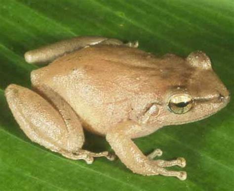 Hawaii Invasive Species Council | Coqui