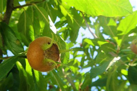 What's a Medlar? Learn All About this Fascinating Medieval Fruit ...