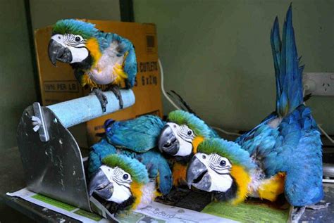 Blue and Gold Macaw Facts, Care as Pets, Price, Pictures | Singing Wings Aviary