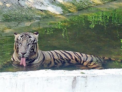 Delhi zoo to celebrate its animals’ birthdays, starting with tiger ...