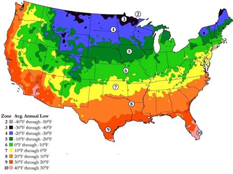 When to Plant Carrots in Zone 7: A Complete Guide - PlantHD