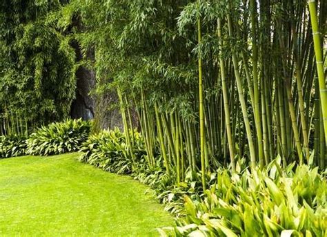 Bamboo Shrubs Plants - Garden Plant