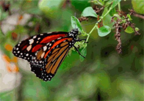 Borboleta Butterfly GIF - Borboleta Butterfly Insect - Discover & Share ...