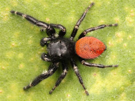 b1c1 : rhamphotheca: Red-backed jumping spider...