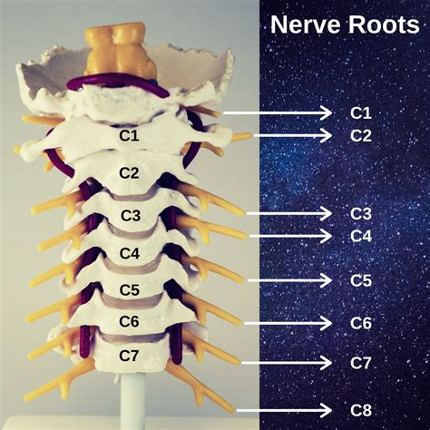 Cervical Nerves