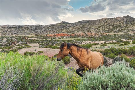 A wild stallion emerges on the landscape of the Pryor Mountains Wild ...