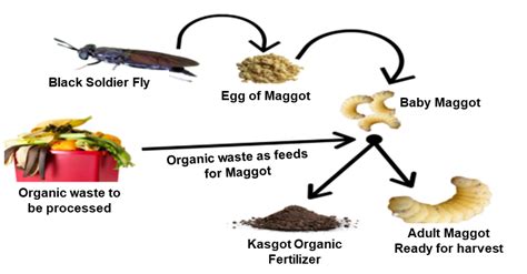 Life Cycle Of Maggots