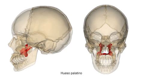 Anatomía cráneo humano – TODOCALAVERAS | Sphenoid bone, Palatine bone ...