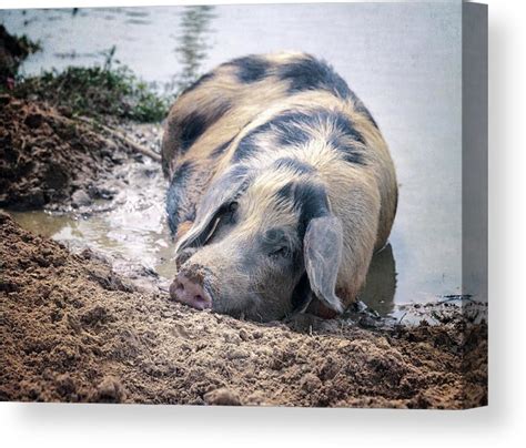 Happy as a Pig in the Mud Canvas Print / Canvas Art by Joan Carroll | Canvas prints, Sunset ...