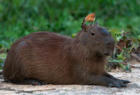 Capybara | The Biggest Animals Kingdom