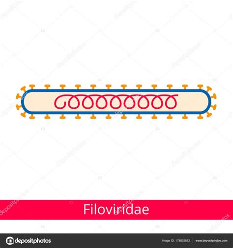 Filoviridae Classification Viruses Vector Biology Icons Medical Virus ...