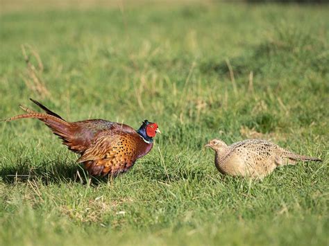 Pheasant Nesting (Behaviour + Location) | Birdfact